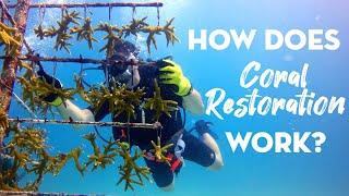 How Does Coral Restoration Work?