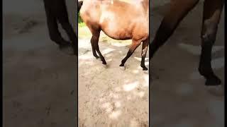Cheema farm horse 2022