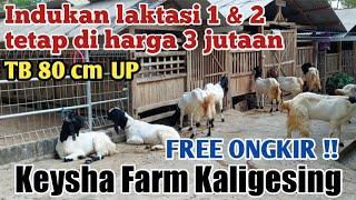 % CHEAPEST ️ YOUNG & JUMBO BREEDING PE GOATS READY TO BREED