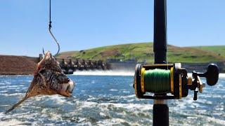 Dam Fishing for Big Fish! (Overnight Sturgeon Fishing)