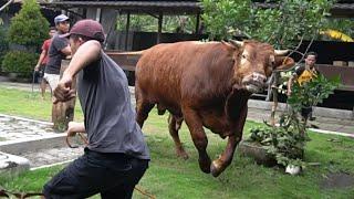 Dangerous! Big bull want to escape from farm - Setia Farm Indonesia