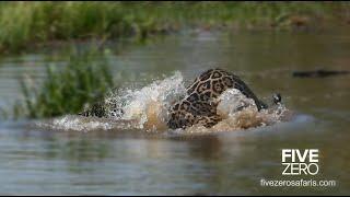 Jaguar Drowns Crocodile in Brazil