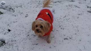 Snow hits north end of Whatcom County