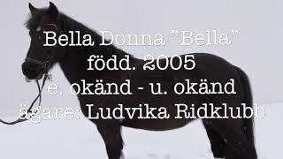 Presentation: Bella Donna ”Bella”