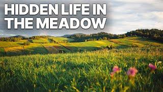 Hidden Life in the Meadow | Nature Documentary