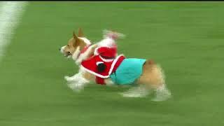 CORGI RACING AT RAMS-VIKINGS HALFTIME  Puppies race on a field with mini Santa's on their backs 