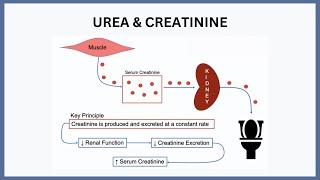 Urea & Creatinine Explained