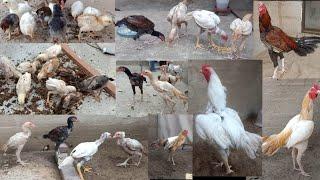 Chiks Growing Day 1 To 400 Days || Beautiful Pakistani Aseel Chicks  To Rooster 