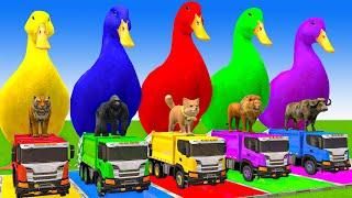 5 Giant Duck Cartoon,Cow,Elephant,Tiger,Lion,Gorilla, Paint Wild Animals Crossing Fountain Animation