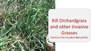 Kill Invasive Grasses Like Orchardgrass