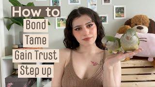 5 Step Guide To Tame And Gain Your Birds Trust