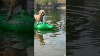 Arriva il CROCODRILLO  #cane #divertente #canedivertente #dog #funny #funnydog