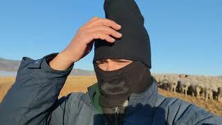 المبتدئين الوقت المناسب رعاية الغنم في اسبانيا
