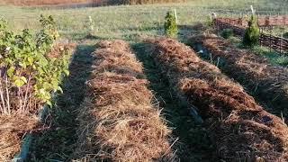 Готовим Грядки Под Клубнику Быстро и Без Копки Земли // Клубника Без Химозы