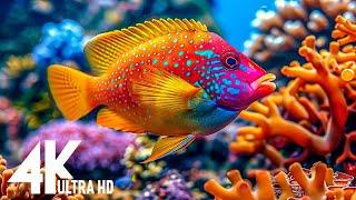 Aquarium 4K (ULTRA HD) Peaceful ocean life and soothing background sounds