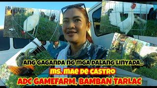 Nov 22,2024 ..ADC gamefarm seller SA bocaue.quality MGA linyadang dala..