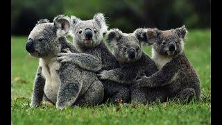 Documentaries discovery channel - Koalas Slow Life - animal planet documentary - wildlife animals