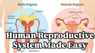 Human reproductive system. Male reproductive system. Female reproductive system. How to reproduce.