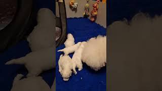 4 поколения вместе мои Бишон фризе #kennel_BrightStarDog #bichon_kp #поколение #жизнь #бишон #pets