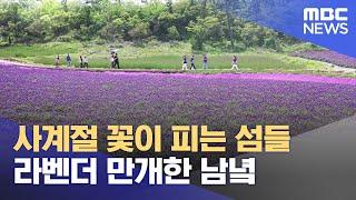 사계절 꽃이 피는 섬들‥라벤더 만개한 남녘 (2023.05.21/뉴스데스크/MBC)