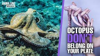 5 Interesting Facts about Octopus and Why We Shouldn’t Eat Them