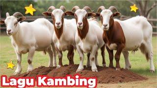 Kambing Lucu KAMBING SAYA ( Caca Marica Hey hey ) - Kambing Lucu Lagu Kambing Indonesia Populer