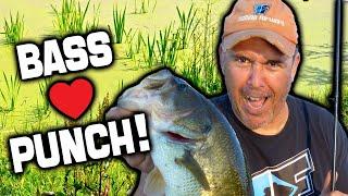 How to Catch Summer Largemouth Bass Fishing Punch Rig Shallow Water Slop Wisconsin