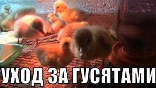 УХОД ЗА СУТОЧНЫМИ ГУСЯТАМИ/СТРОИМ ЖИЗНЬ