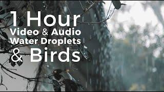 1 Hour - Water Droplets and Birds tweeting. Stunning video and audio for Relaxation.