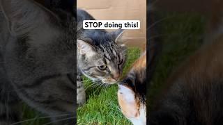 How to get a cat to STOP going wild when they go outside