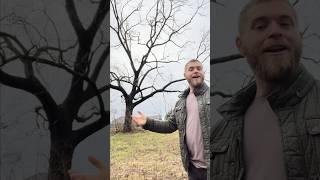 How Light Shapes Trees