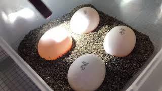 Candling tortoise eggs