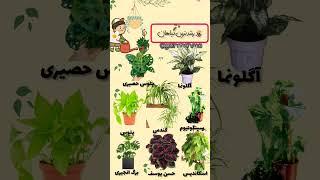 زود رشد ترین گیاهان آپارتمانی کدومان؟ #گیاه #gardening #houseplant #flower #plant #زامیفولیا