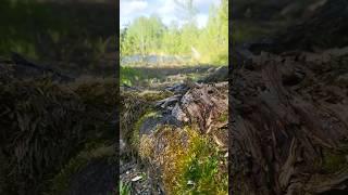 This Old Tree Stump Has A Secret!