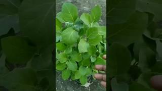 How to grow eggplant from seeds #shorts