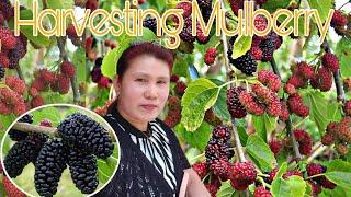 harvesting Mulberry fruit//nerissa macabinlar