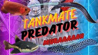 HARGA IKAN PREDATOR TANKMATE LAGI MURAH DI LAPAK INI‼️  UPDATE HARGA TERBARU DI PASAR JATINEGARA