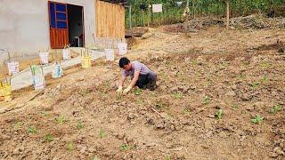 Dig the soil into beds to grow vegetables.