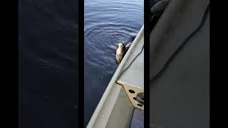 Turtle Snatches Pliers From Fisherman