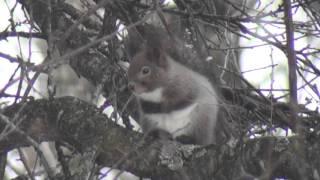 【エゾリス】寒さを耐える