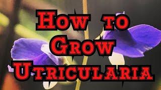 How to Grow Utricularia: The must have Carnivorous plants that blooms like an orchid