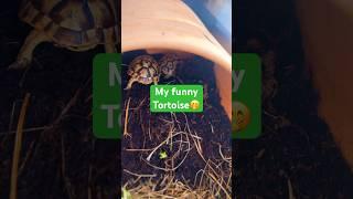 Funny tortoise - Baby tortoise Shelly and Shallow #tortoise #pets #shorts