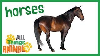 * HORSE * | Animals For Kids | All Things Animal TV