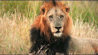 Will Two Male Lions Challenge Red Road? | Q&A with Matt