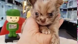 초코멀 장모치와와 분양 [소형견분양 바크바크] chocomerle longcoat chihuahua puppy for sale.