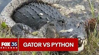 Alligator vs. python fight caught on camera in the Florida Everglades