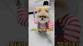 처키 이모티콘 챌린지 #dog #puppy #cute #funny #pets #youtubeshort #기쁨이#처키