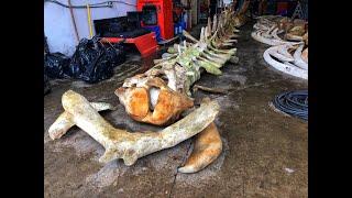 Blue whale skeleton prep in Newport, OR