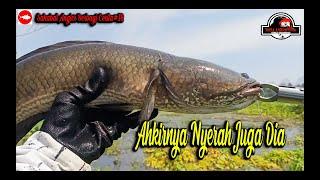 SABC#18 Reza Adventure MONSTER IKAN GABUS JATILUHUR PURWAKARTA || AKHIRNYA MENYERAH