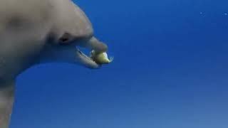 Dive into the Secrets of Dolphins